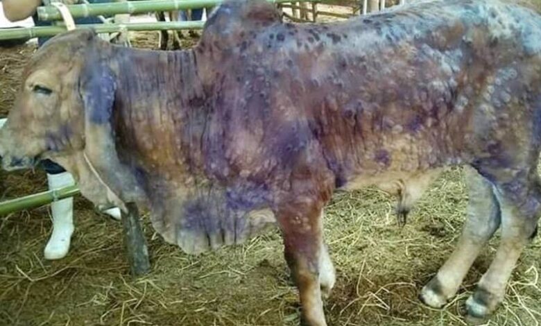 Jangan bimbang, wabak penyakit kulit kental tidak jangkiti